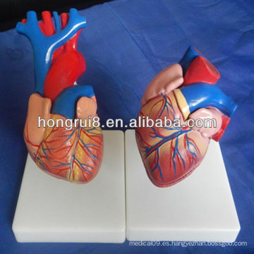 Modelo de la anatomía del corazón de la nueva vida del estilo de la ISO, modelo del corazón 3d